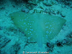 This Blue Spoted Stingray looks different from this on Re... by Hansruedi Wuersten 